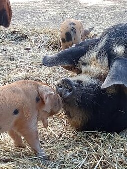 kune kune