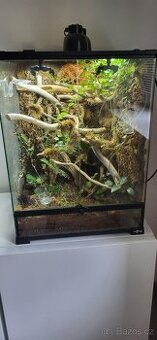 Phelsuma klemmeri terarium