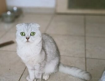 Skotská klapoucha kočka