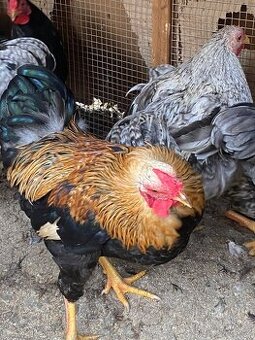 Wyandotka zdrobnělá - kohout