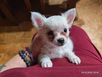 Čivava dlouhosrstá štěňátko volný pejsek