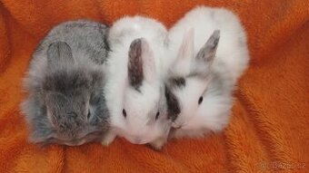 Zakrslý králíček beránek, zakrslý lvíček