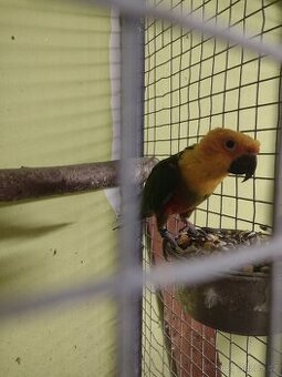 Aratinga jendaj ručně dokrmený