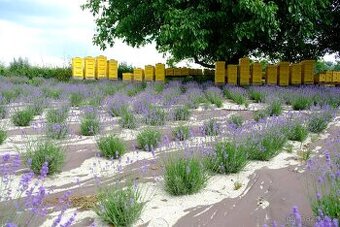 Vyzimované oddělky 2026