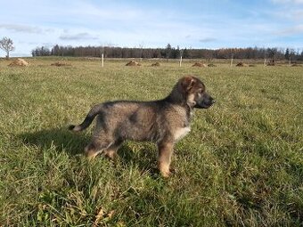 Pejsek štěně - zamluven do 30.11.