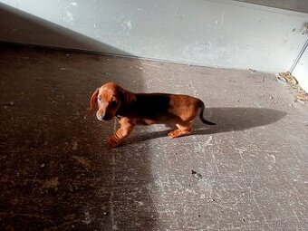 Jezevčík hladkosrstý