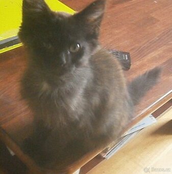 Černý, dlouhosrstý, klidnější 2,5-3měsíční Šimon