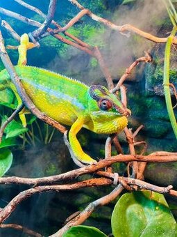 Chameleon pardálí - Mitsio