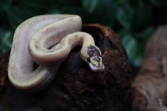 Krajta královská - samec - Champagne Pastel 50% het Ultra-GS