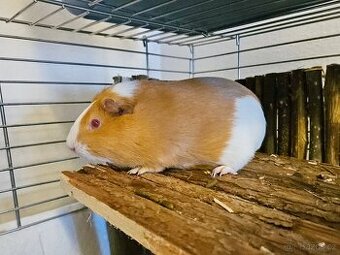 Morčata/morče-holka 1