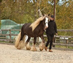 hřebec Limited edition of Balinka