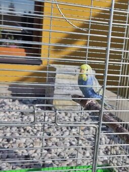 Daruji duhovou Andulku