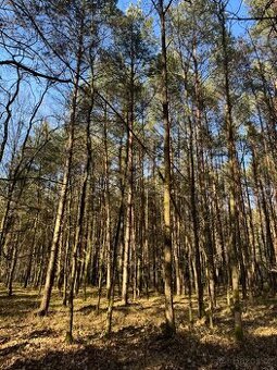 Prodej lesního pozemku k.ú. Petrovice nad Orlicí