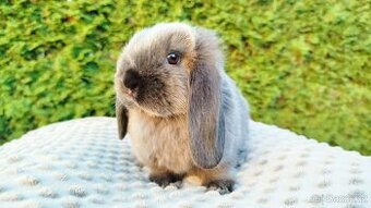 Zakrslý beránek, králíček, králík - NINA