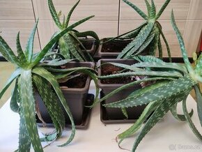 Aloe Maculata 4 ks