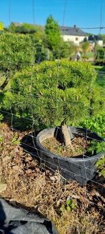 Tvarovaná borovice kleč pinus mugo - 1