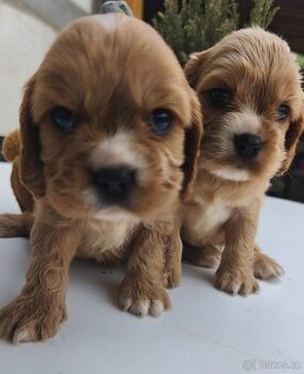 Cockapoo Cavapoo