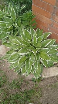 Bohyška - Hosta