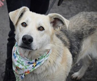 ŽIŽI K ADOPCI - 2 ROKY, ODDANÝ, BYSTRÝ, UČENLIVÝ - - 1