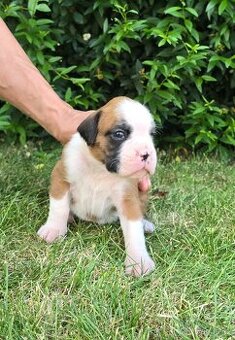 štěňátka německý boxer s PP/FCI