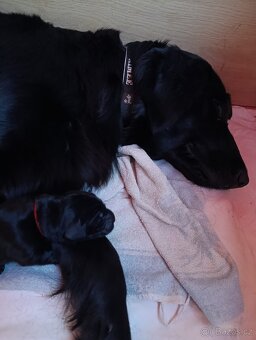 FLAT COATED RETRIEVER - štěňátka s PP
