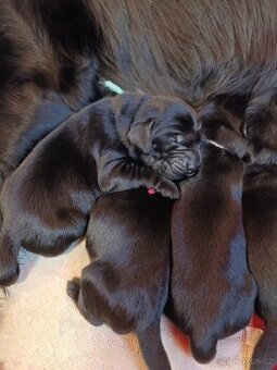 FLAT COATED RETRIEVER - štěňátka s PP