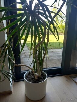 Pokojová rostlina Dracaena, dračinec - výška 1,3 m