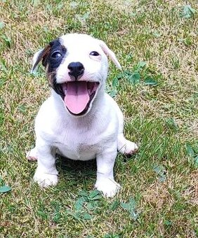 Jack Russel terier, kouzelný chlapeček