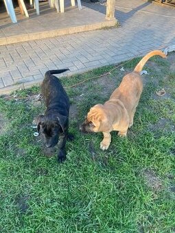 Štěňata Cane Corso