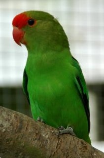 Agapornis etiopský
