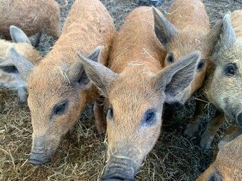 Selata Mangalice SLEVA