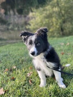 Border kolie štėňátko bez PP