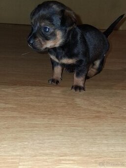 Prodám štěňátko