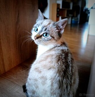 Koťátko kočička ragdoll x - 1