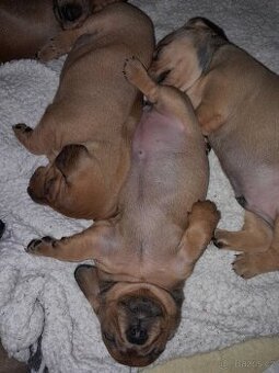 Jezevčík hladkosrstý standart