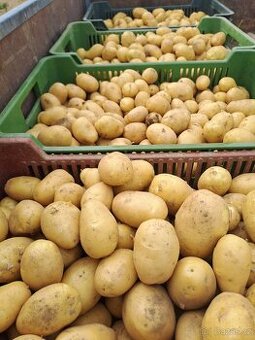 Krmné brambory, odpadové brambory, rané konzumní brambory