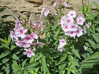 Floxy  více kultivarů