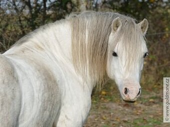 Jedinečný wmp -poprvé ve veřejné plemenitbě