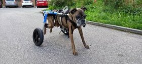 Invalidní vozík pro pejska - 1