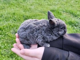 Zakrslý králík - prodám modré zakrslé králíčky
