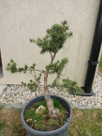 Yamadori, bonsai smrk ztepily picea abies