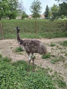 Emu hnědý