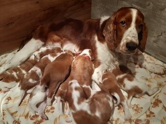Welsh Springer Spaniel