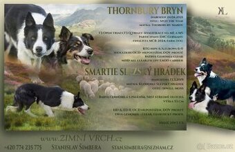 Border kolies s PP