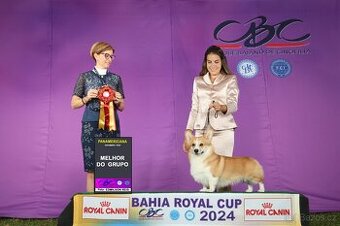 Welsh Corgi Pembroke
