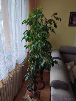 Prodám fíkus Benjamín - 1