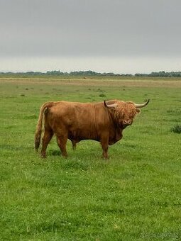Skotský Náhorní Skot ; Highland