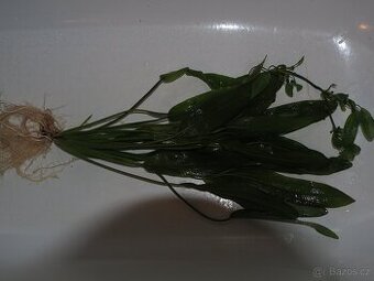 Echinodorus přes 50 cm - 1