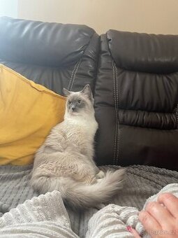 Ragdoll kotě