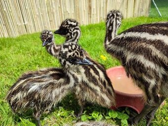 Emu hnědý - 1